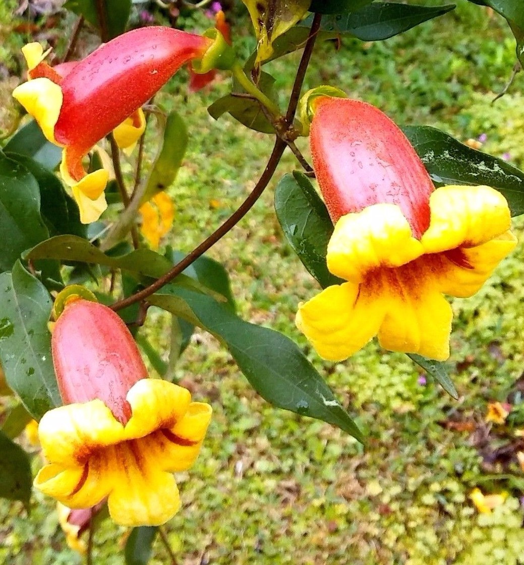 LIVE PLANTS TANGERINE BEAUTY BIGNONIA CAPREOLATA CROSS VINE YELLOW ORANGE FLOWER