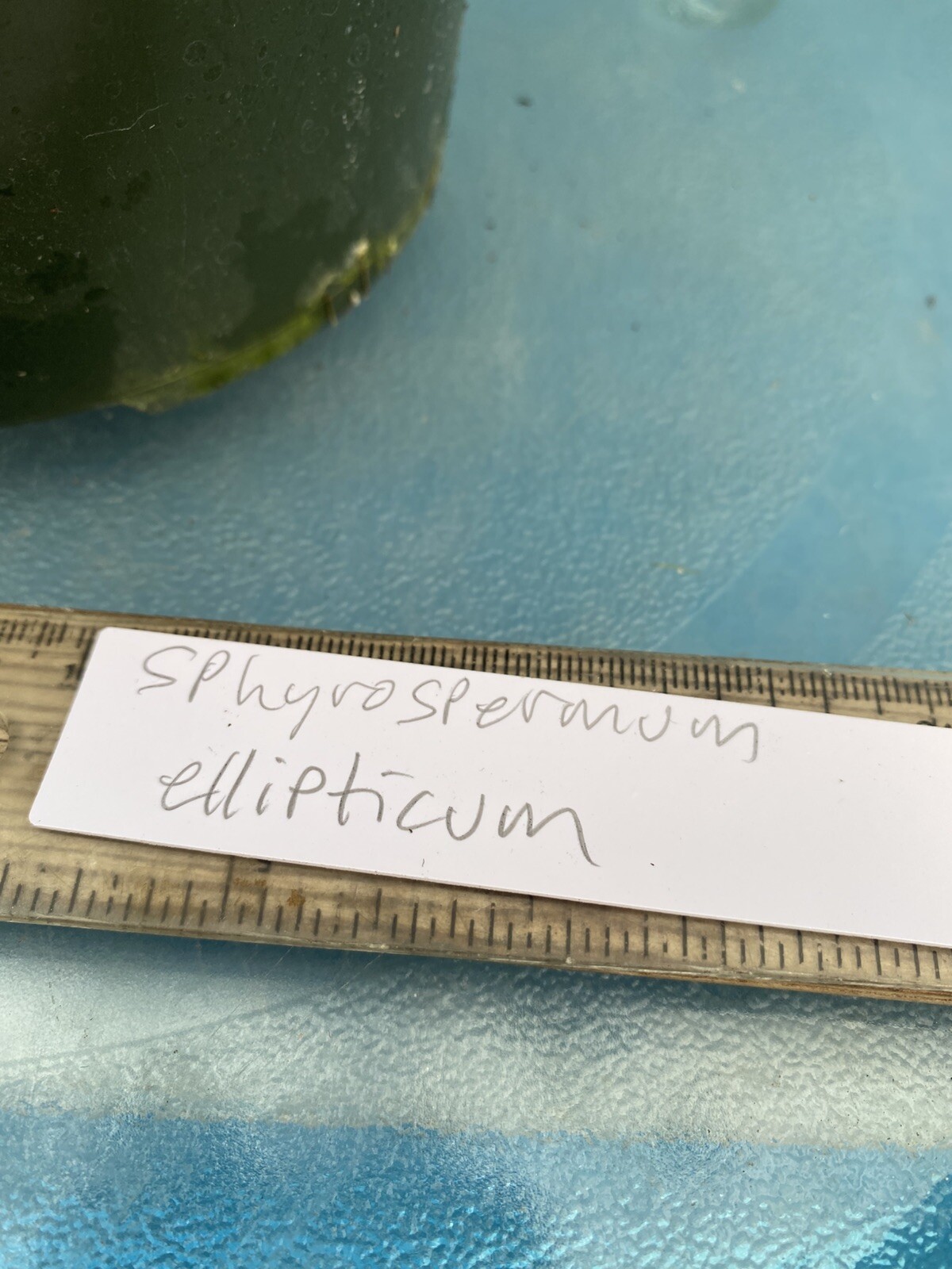 Sphyrospermum ellipticum Newly Established Large Neotropical Ericaceae 4.5” Pot