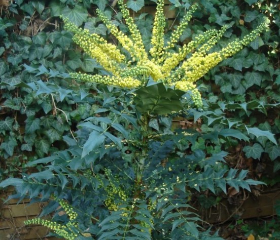 Winter Sun Mahonia Yellow Flower