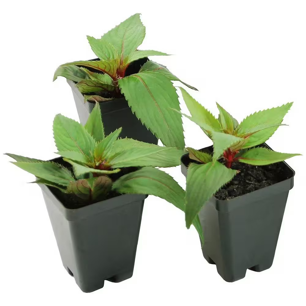 2.5 In. Compact Hot Pink Sunpatiens Impatiens Outdoor Annual Plant with Pink Flo