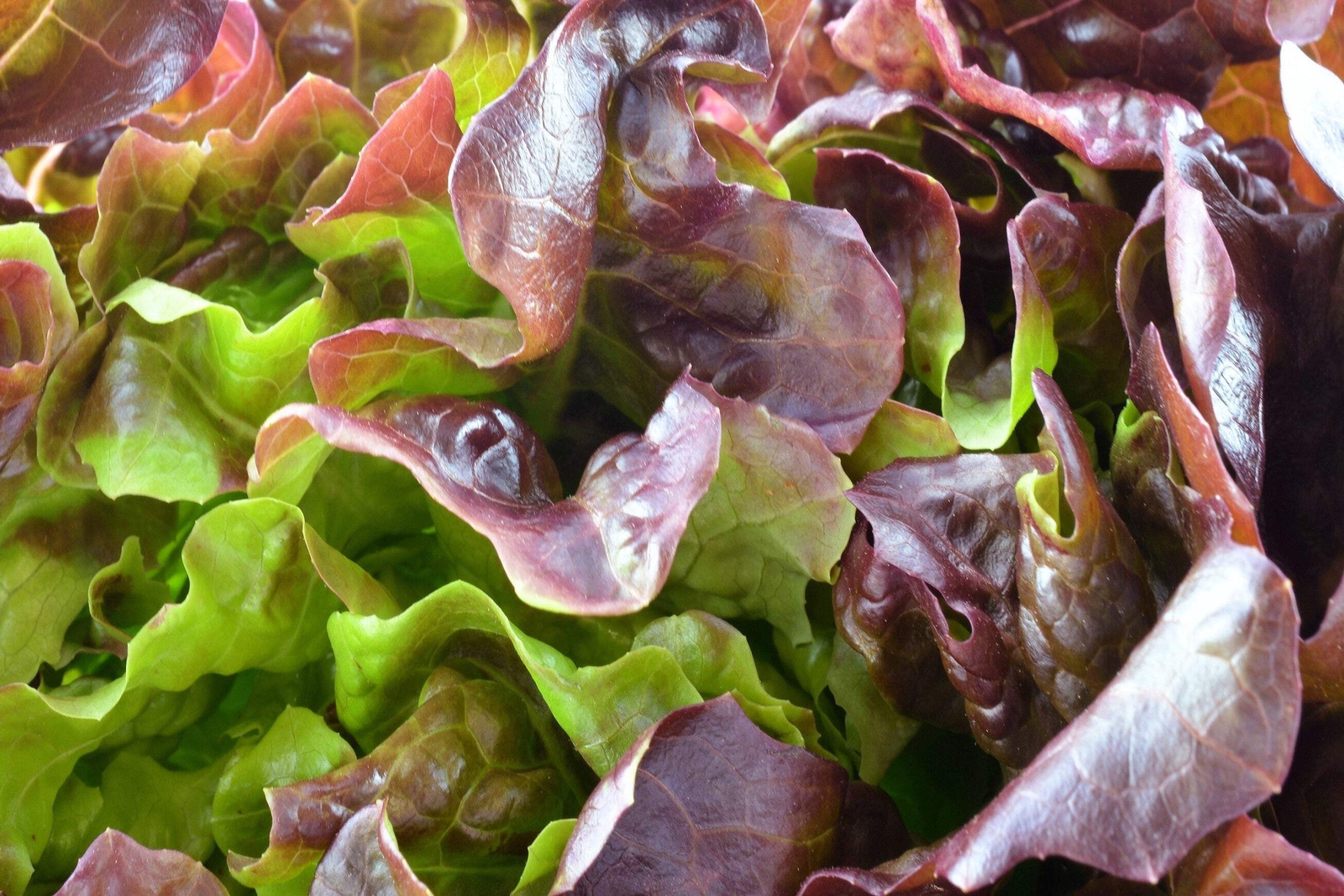 3000 BRONZE MIGNONETTE LETTUCE Butterhead Lactuca Sativa Vegetable Seeds *CombSH