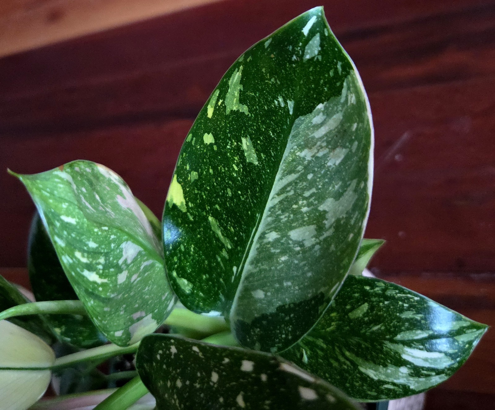 Rare XL Philodendron Congo Nuclear Galaxy Clump 17″ Tall Not Monstera Anthurium