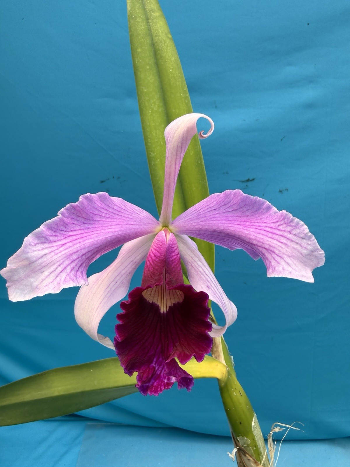 Cattleya purpurata gilbert X Atropurpurea Fragrant Orchid Species 4” Pot (CJ08)