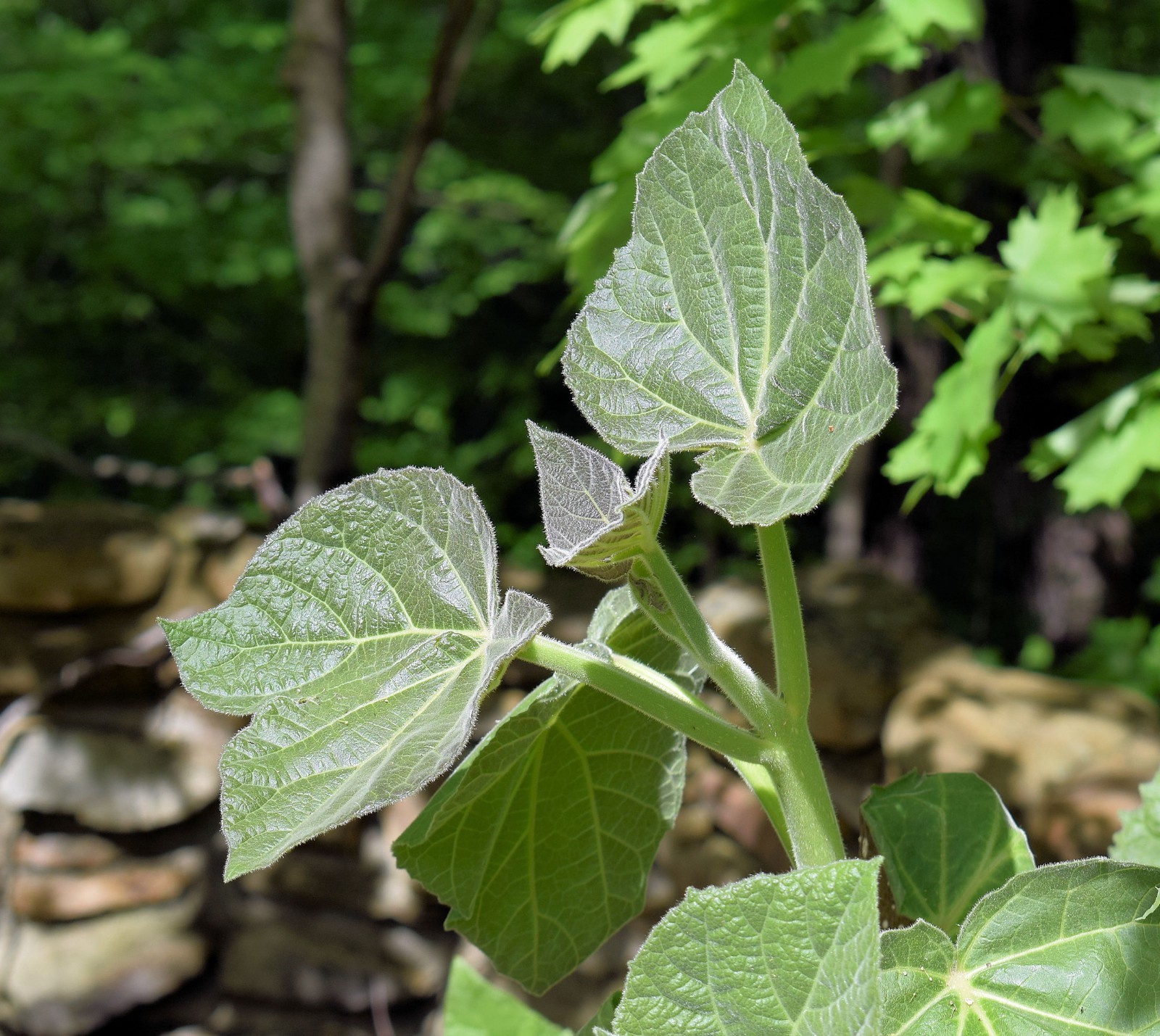 Paulownia tomentosa Empress Tree 40 Seeds A Show of Pale Violet Flower Clusters