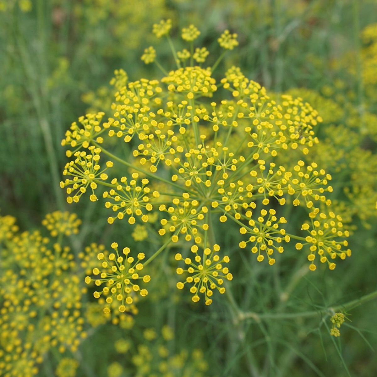 1/4 Lb Florence Fennel Herb Seeds – Everwilde Farms Mylar Seed Packet