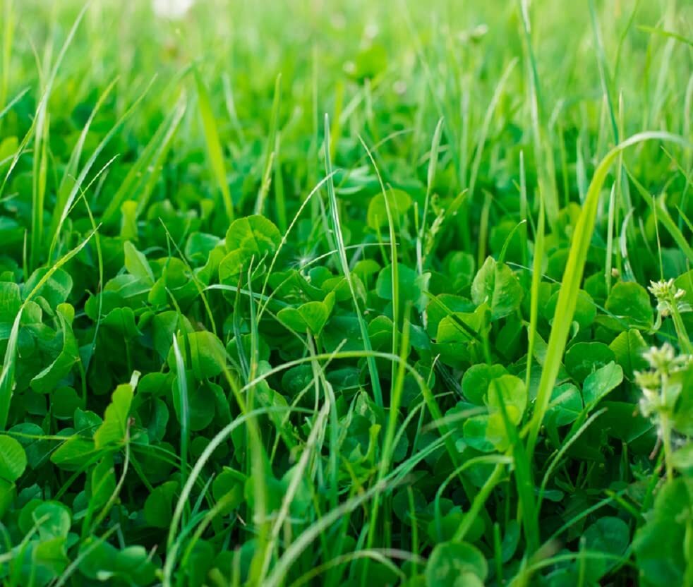 No-Till Garden Farm and Garden Cover Crop Mix Seeds – Blend of Gardening Cover C