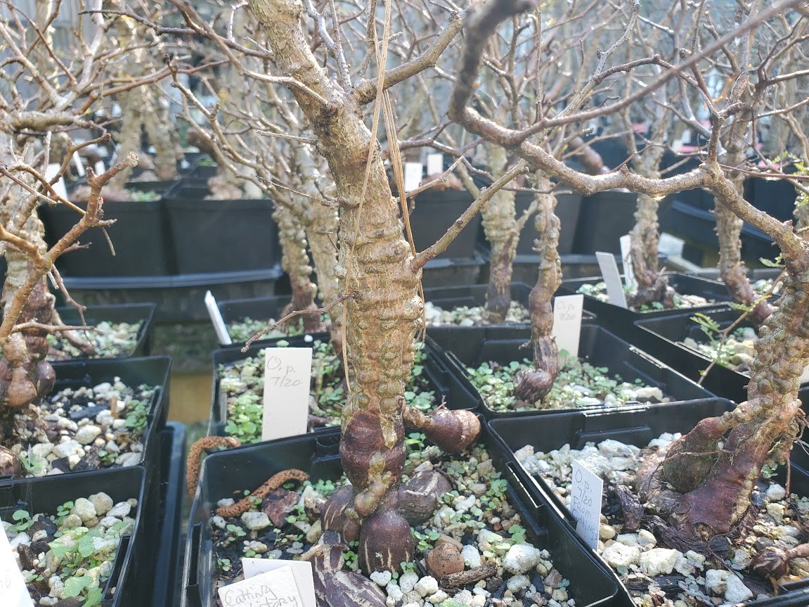Operculicarya pachypus – Lot OP12 – 5.5 Yr Old – Warty, Gnarly, Knobby, Caudex