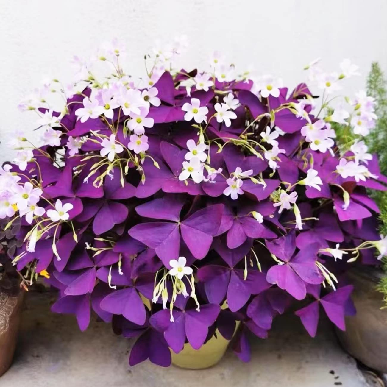 12+ Bulbs Purple Shamrocks Oxalis Triangularis Lucky Lovely Normal, Brown