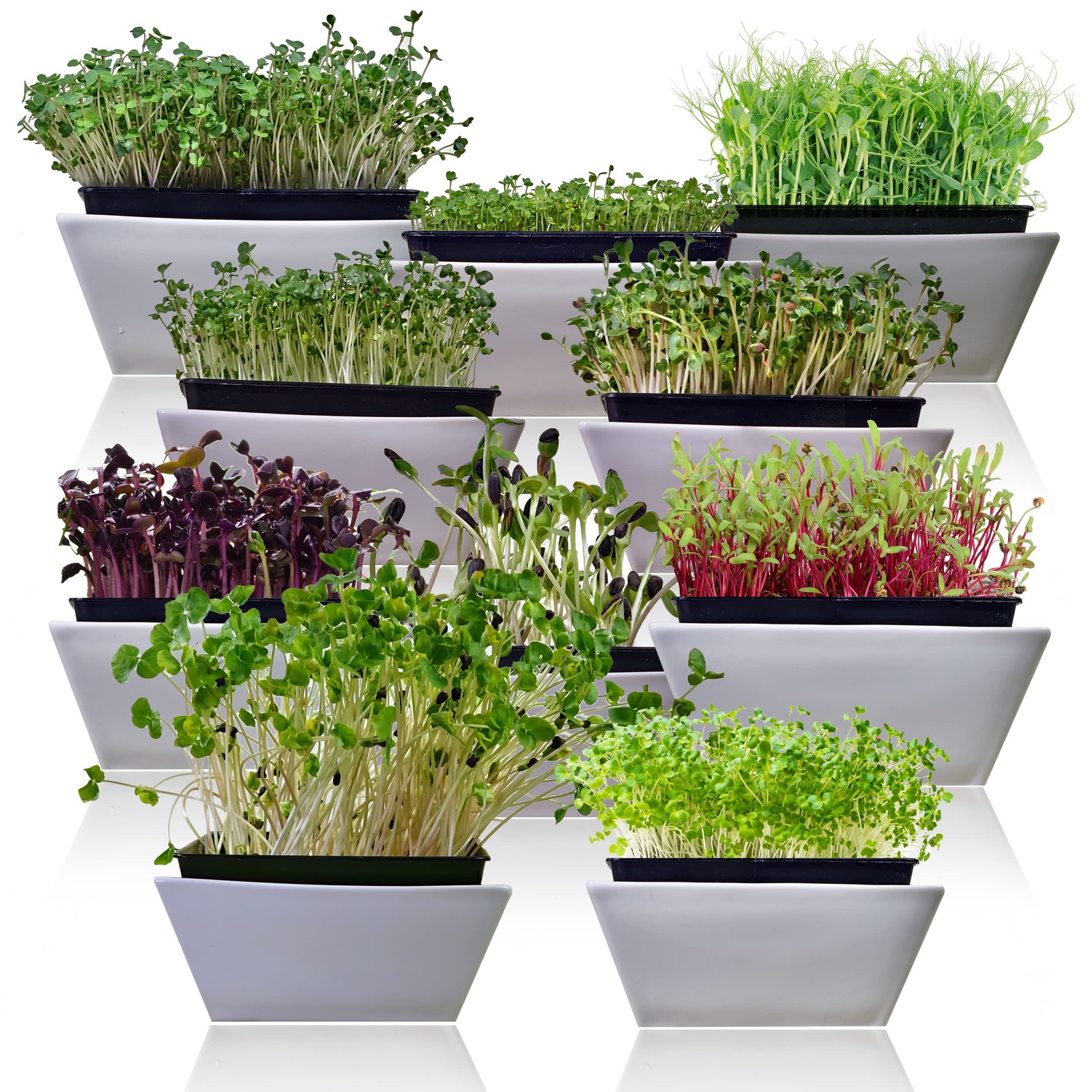 Microgreen Seeds Variety Pack – 10 Heirloom Types for Indoor Sprouting Green