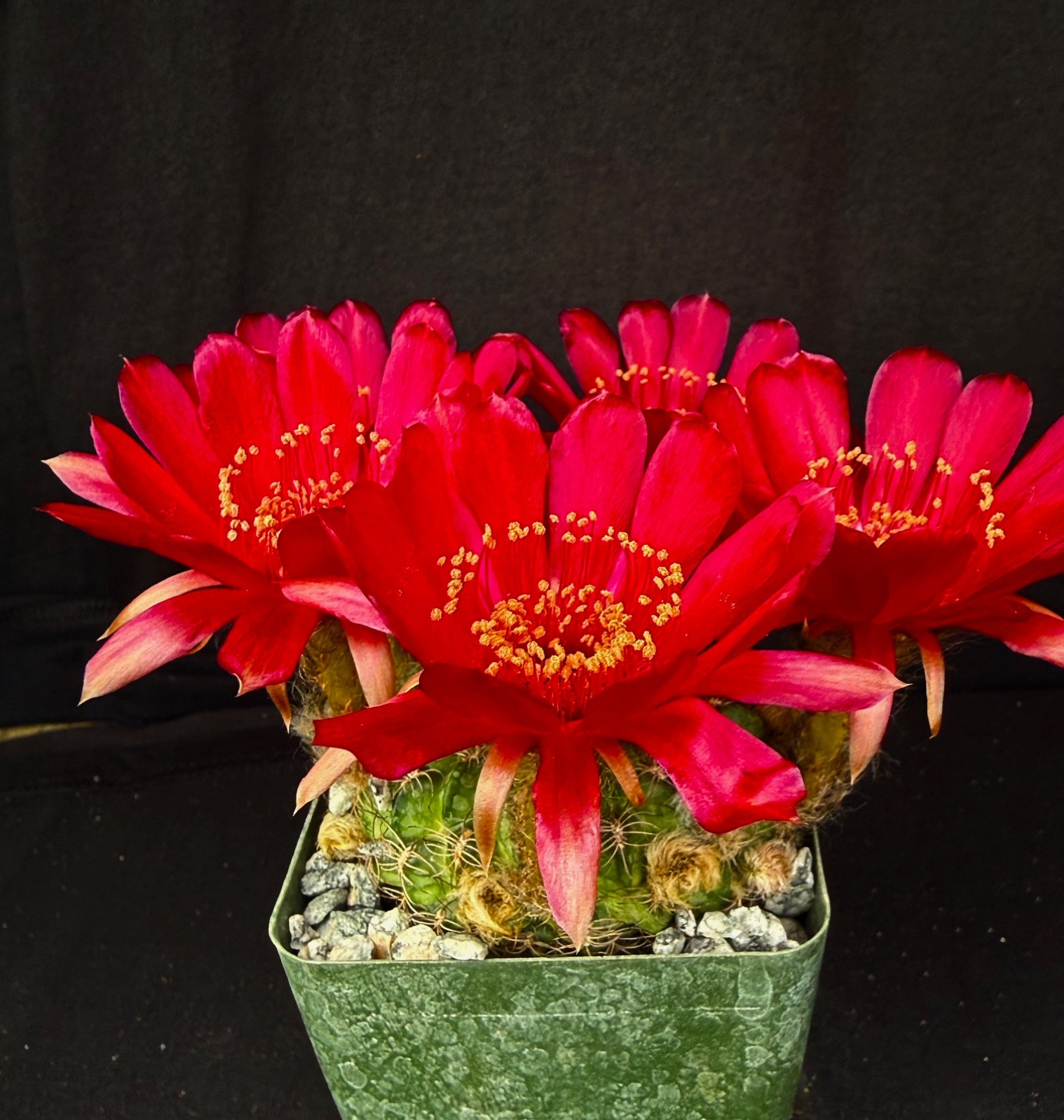 Lobivia draxleriana, cactus plant