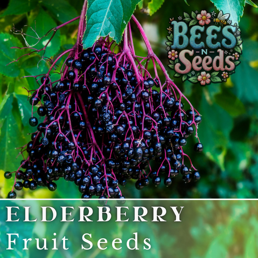 Elysium Elderberry Seeds 175 or 450 Seeds Fruit Seeds, Non GMO, Berry Seeds