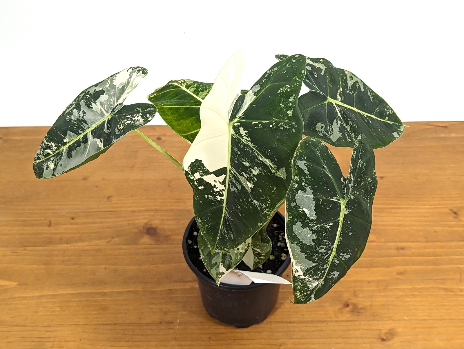 Alocasia Frydek Variegated – Assorted 4 Inch Pots