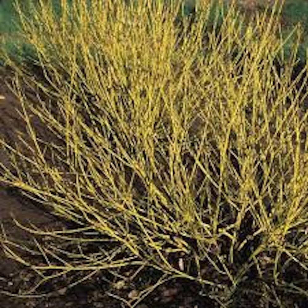 10 Yellow Twig Dogwood Shrub 12-24″ Tall Cornus sericea Flaviramea Landscape