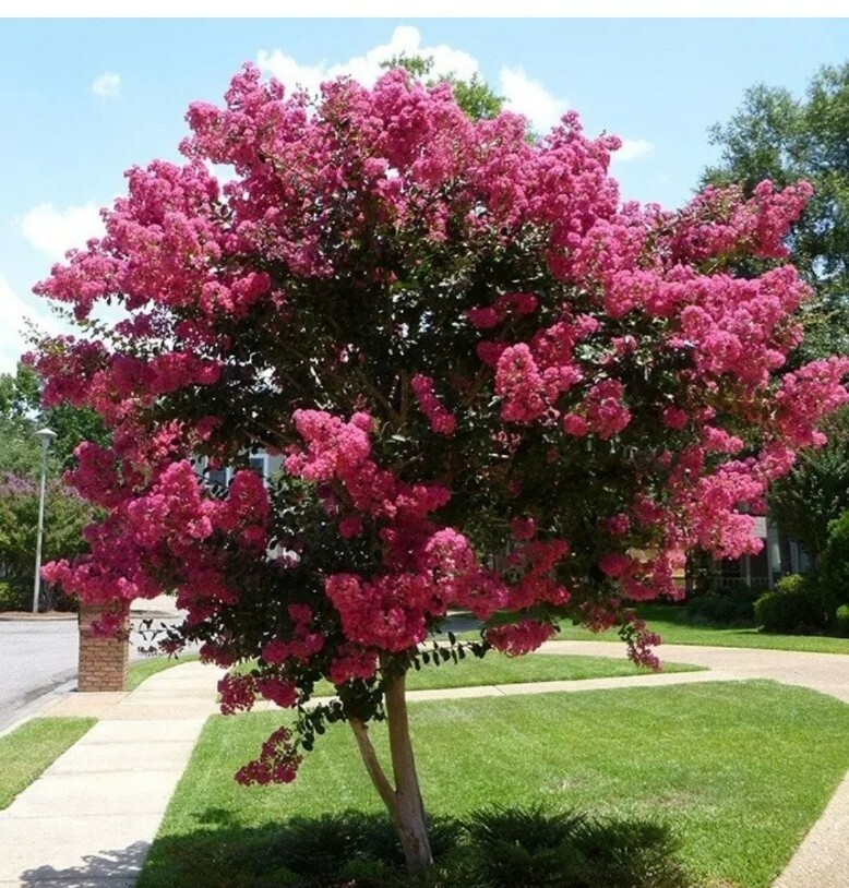 7 Live Clippings Cuttings Pink Crape Myrtle (Lagerstroemia indica) Organic