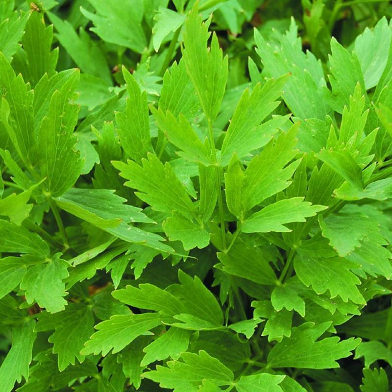 Lovage Seeds 250+ Common Herb HEIRLOOM PERENNIAL NON-GMO US SELLER FREE SHIPPING