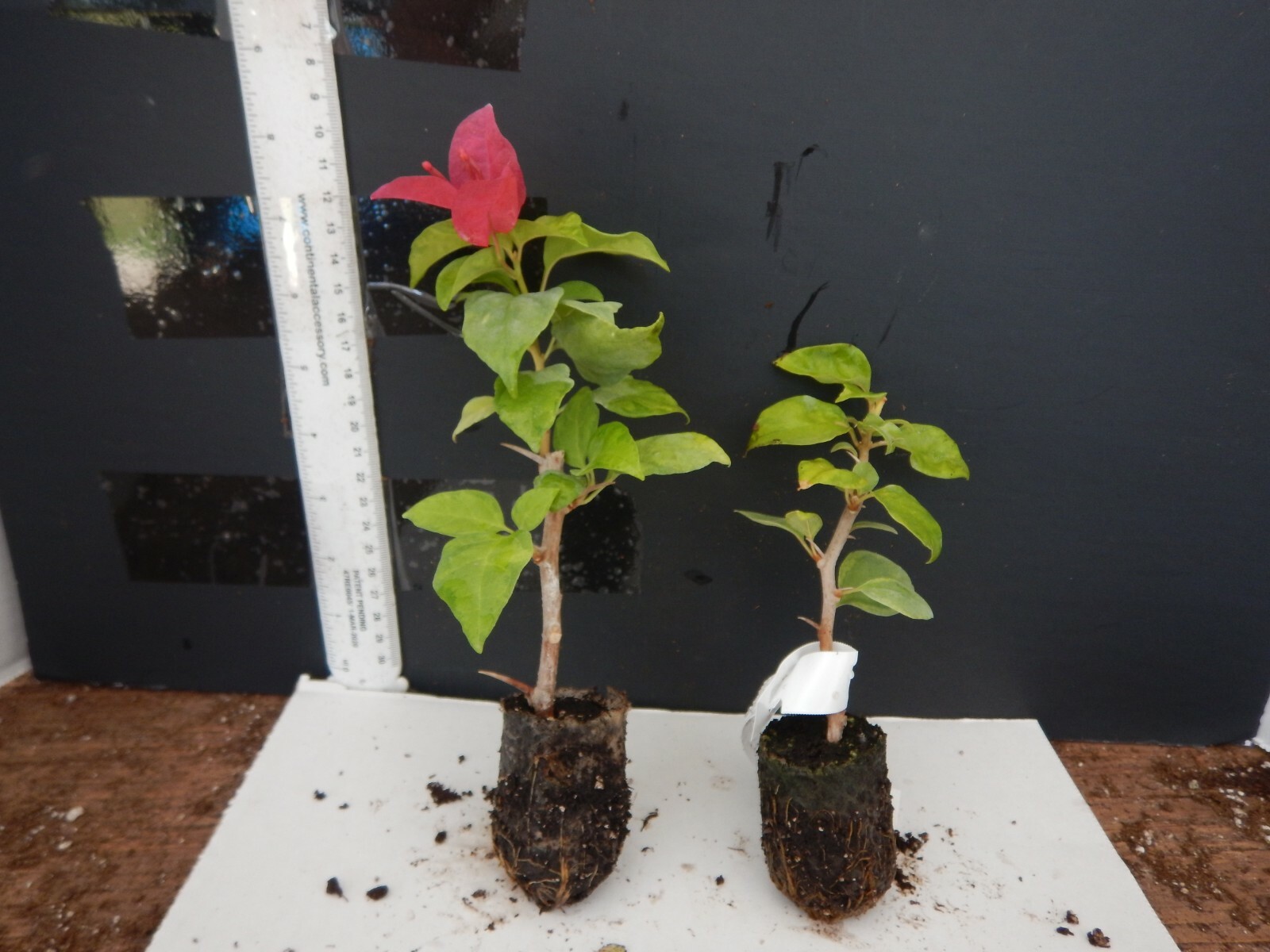 Well Rooted **SUNSTONE RED** Live Bougainvillea starter/plug plant*