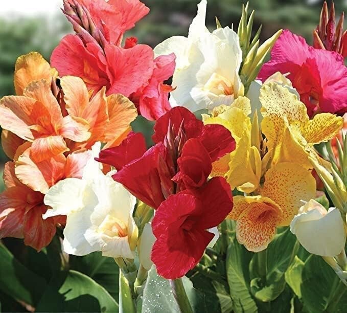 Mixed Canna Lily Bulbs