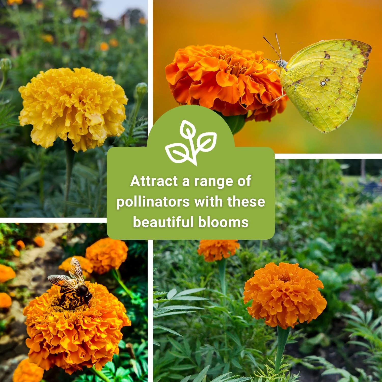 Sow Right Seeds – Crackerjack Marigold for Planting Outdoors 1, yellow
