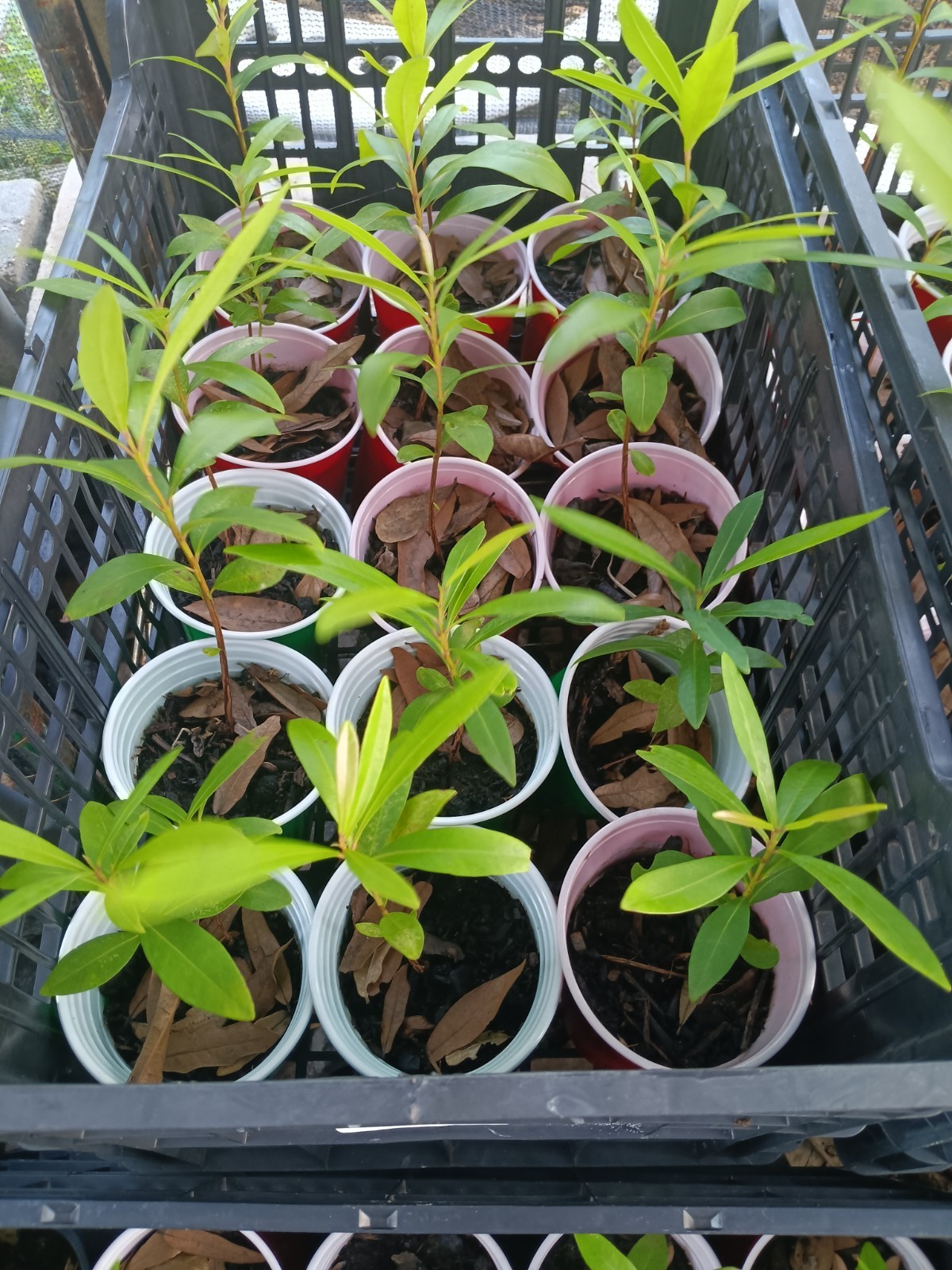 Java Plum Jamun Starter Plant
