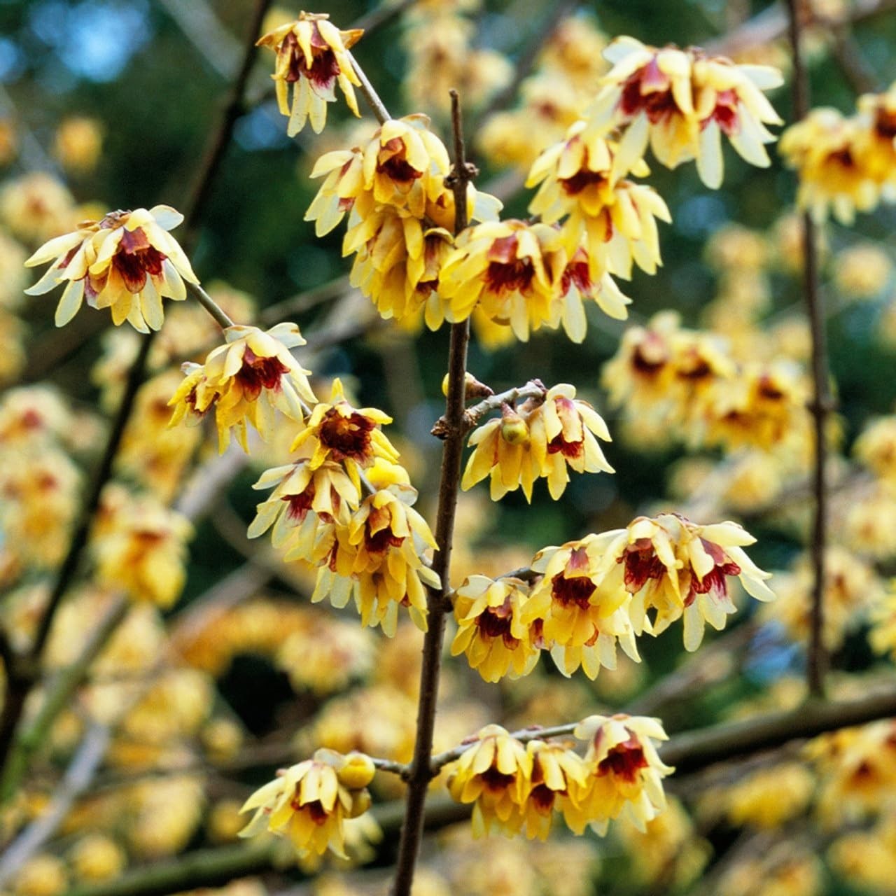 Wintersweet Flower Seeds – 10+ Perennial Seeds for Blossoms from Winter to Fall