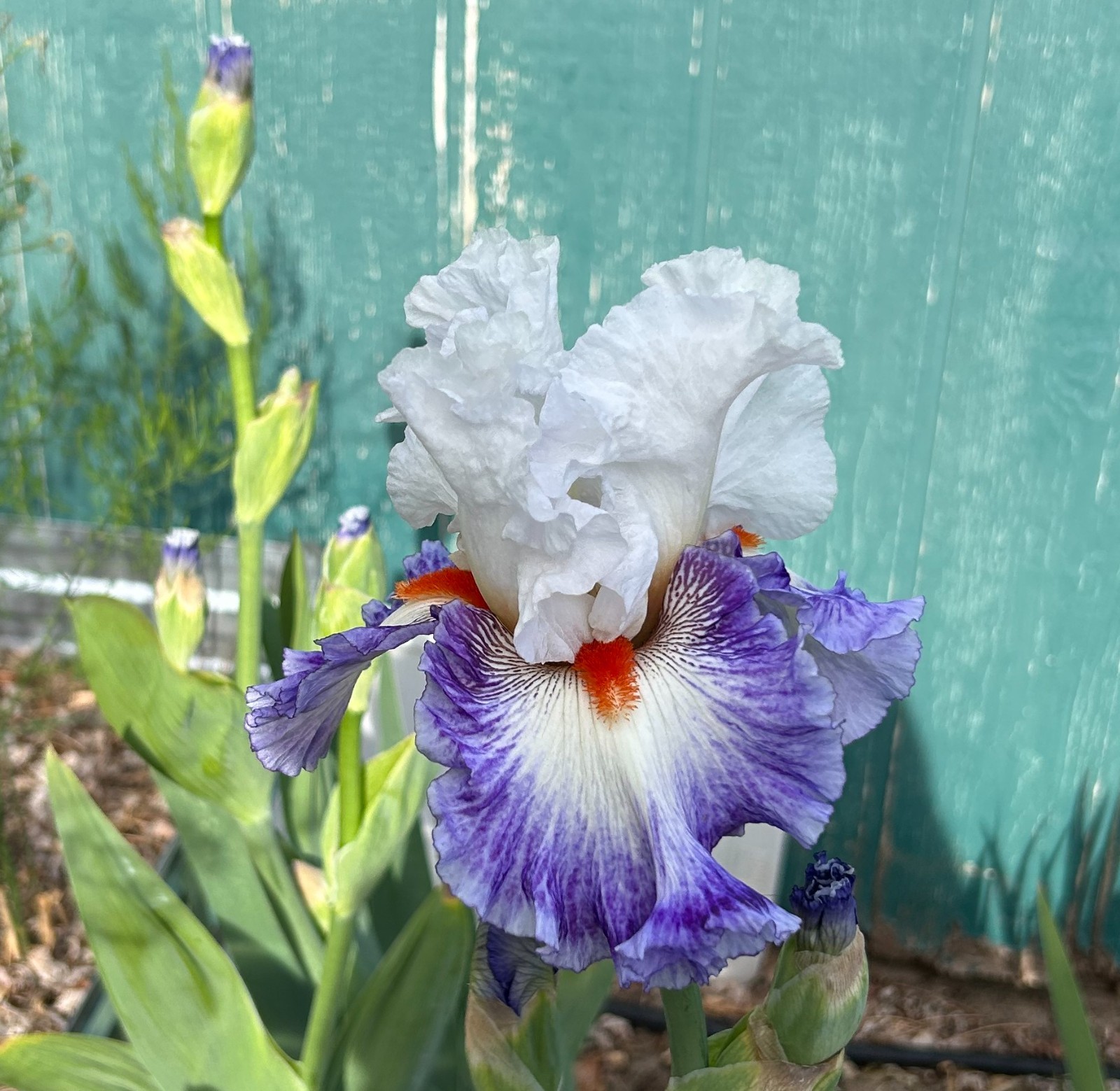 ‘Gypsy Lord’ iris rhizome + gift, combined shipping $1 each additional