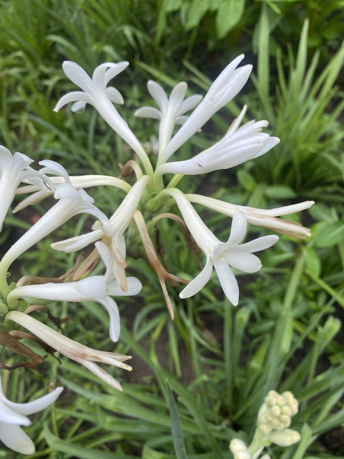 Tuberose Rojnigondha Mexican Tuberose 5- Plants Similar to Pictures