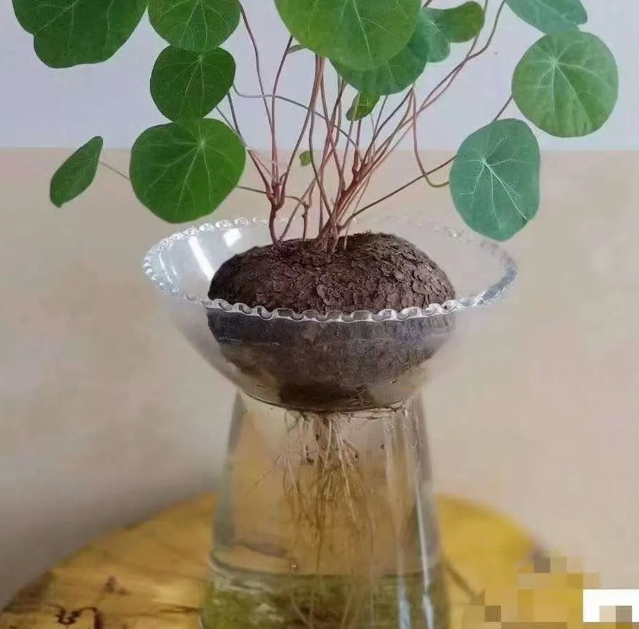 Live Plant -Stephania cepharantha /bulb plant “Lucky ‘Turtle[Bare Root]