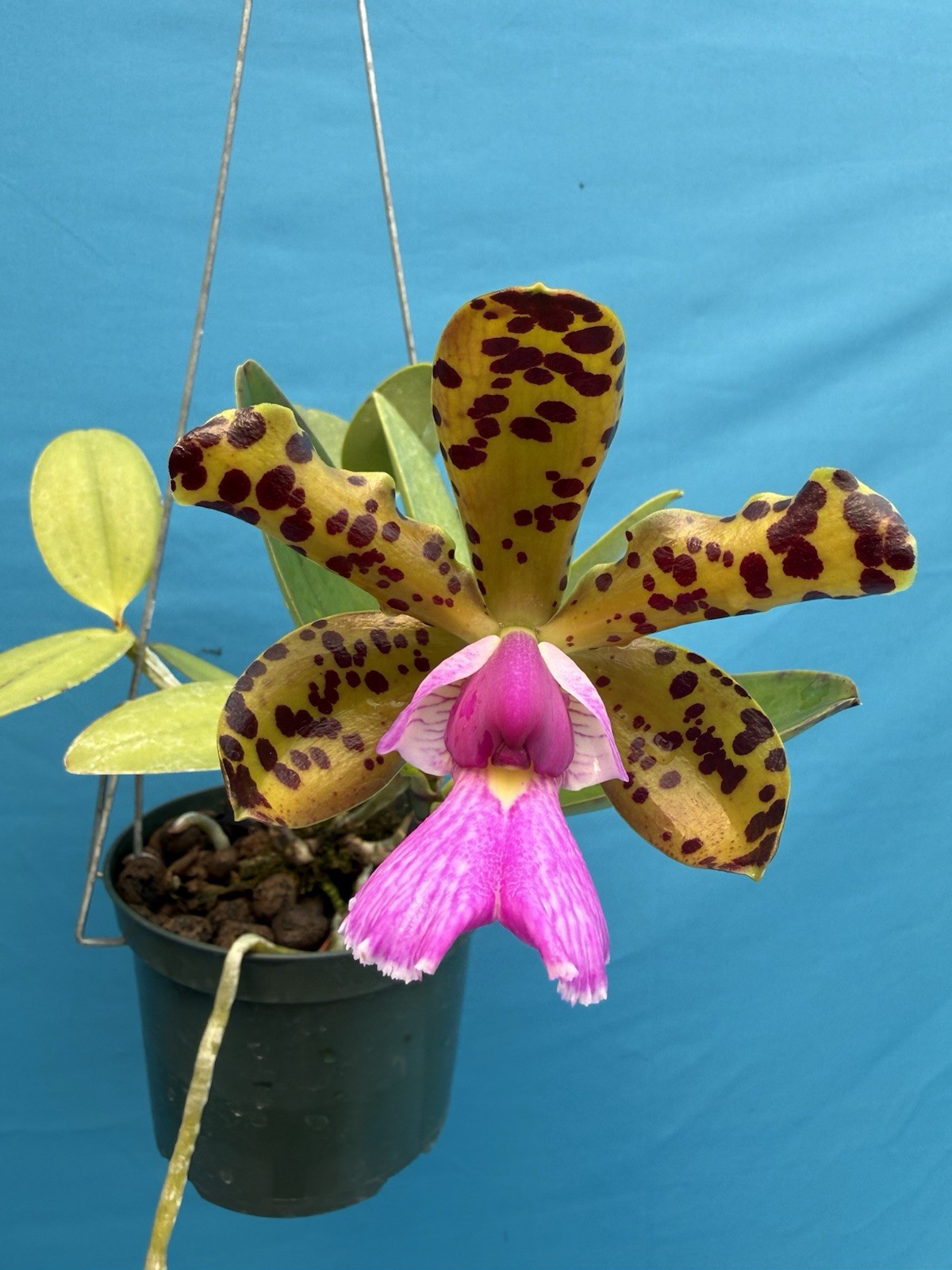 Cattleya (aclandiae ‘Haiku’ X Akimi Hanada ‘Brazil 2012’) NBS Orchid Hybrid 4”