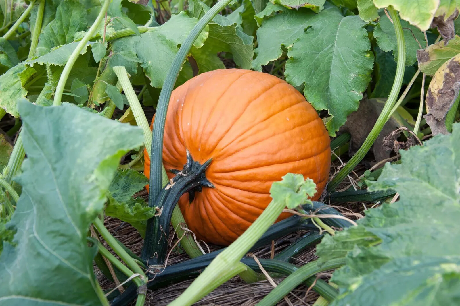 Jack O Lantern Pumpkin Seeds, Halloween Pumpkin, Pumpkin Pie, FREE SHIPPING