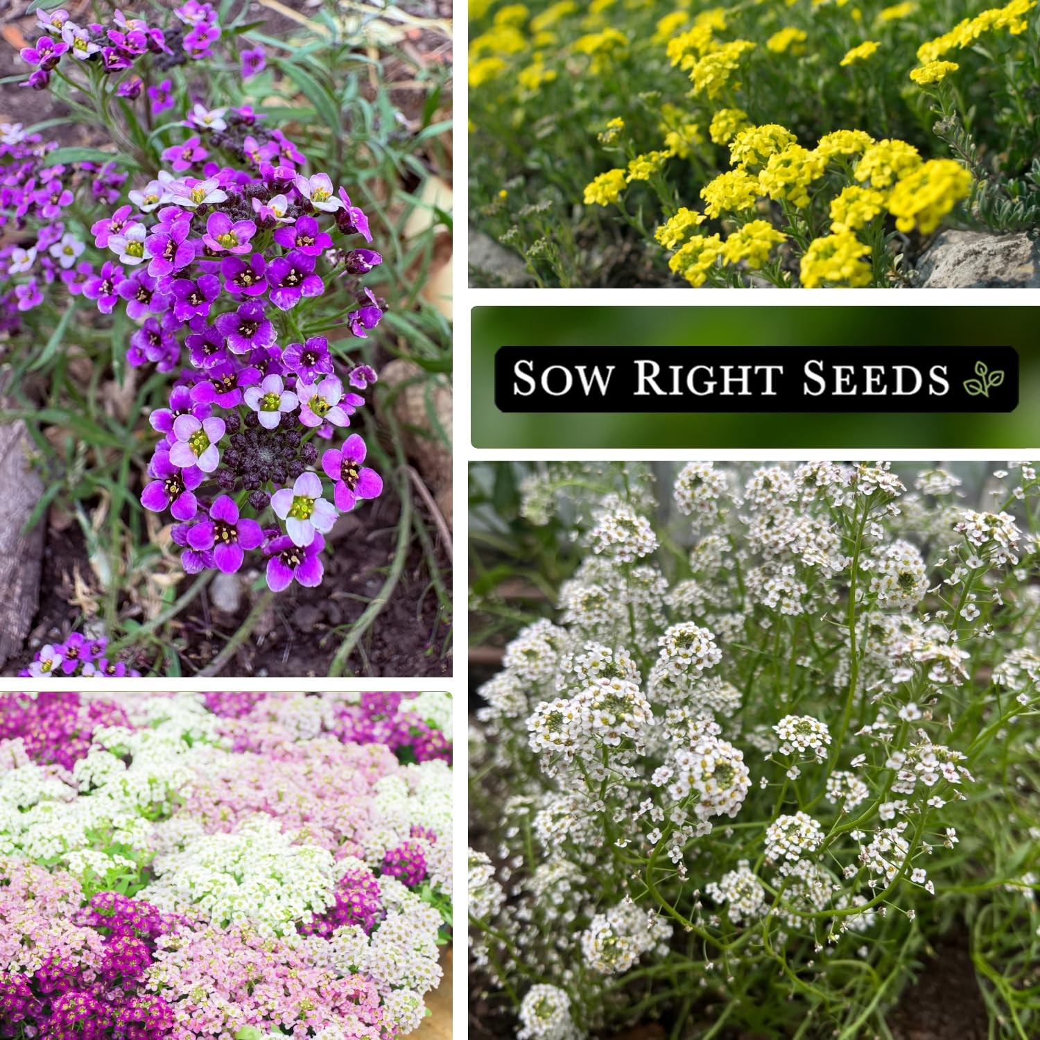 Bulk Sweet Alyssum Mix Seeds for Planting NonGMO Heirloom Jumbo Pack Annua…
