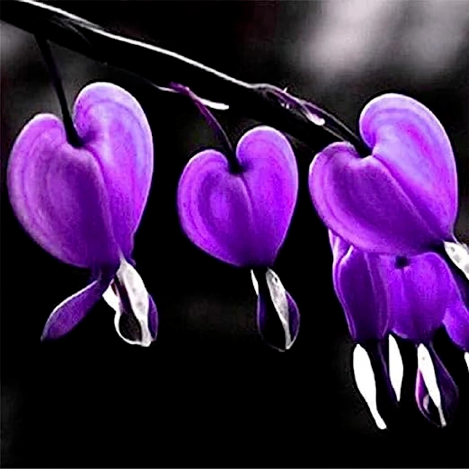 10 Purple Bleeding Heart Seeds Flowers Shade Flower Seed USA