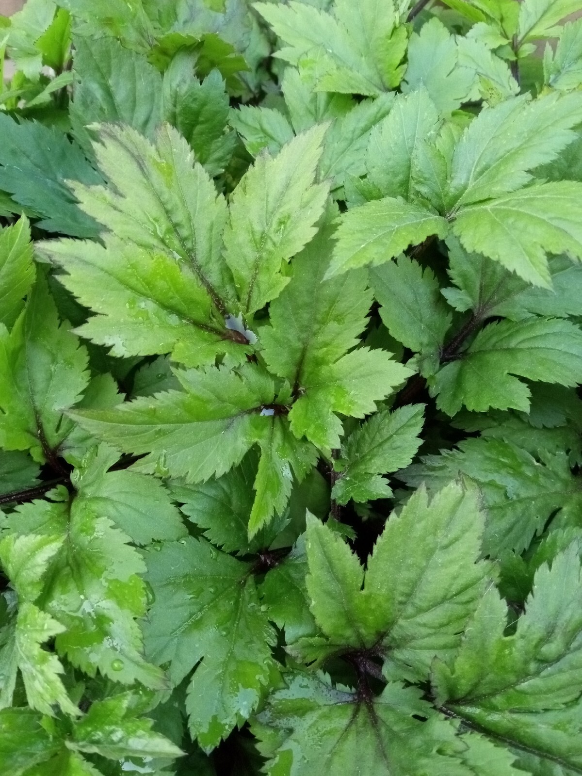 Ashitaba Tomorrows Leaf Angelica Keiskei Japanese 明日草 – Rooted Starter Plants