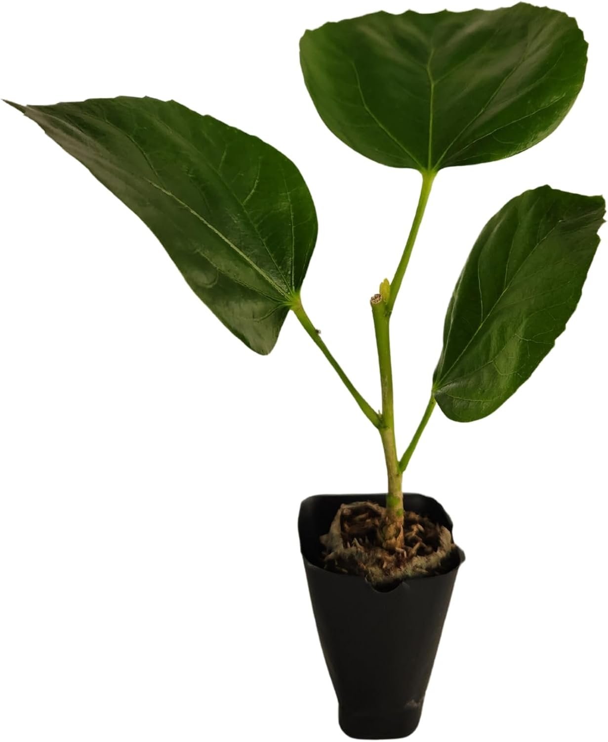 Hibiscus Cajun Color Black Dragon, Starter Plant
