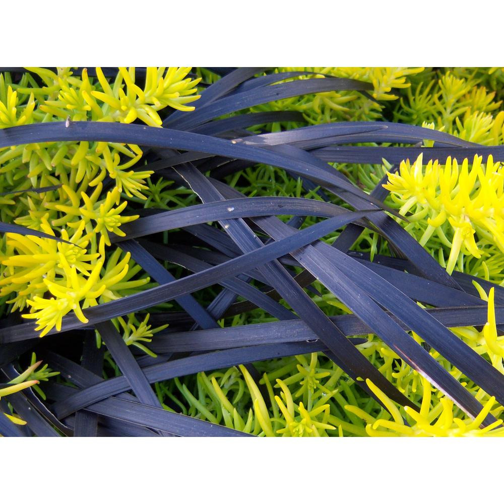 Black Mondo Grass Arabicus 25 Plants in 3-1/2 inch Pots