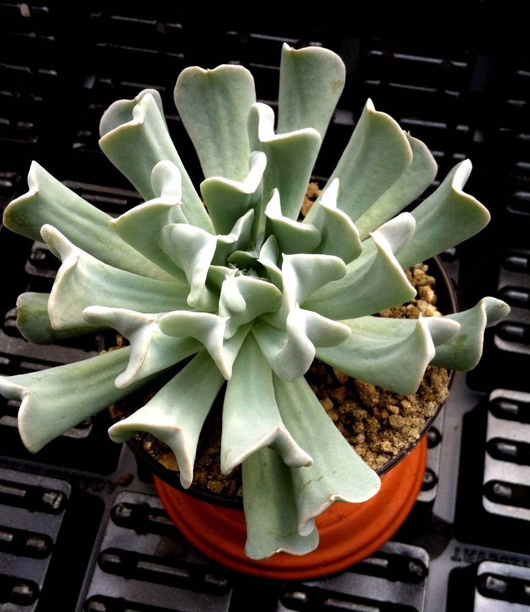 ‘TOPSY TURVY’ (ECHEVERIA RUNYONII) 2 1/4 INCH SUCCULENT POT