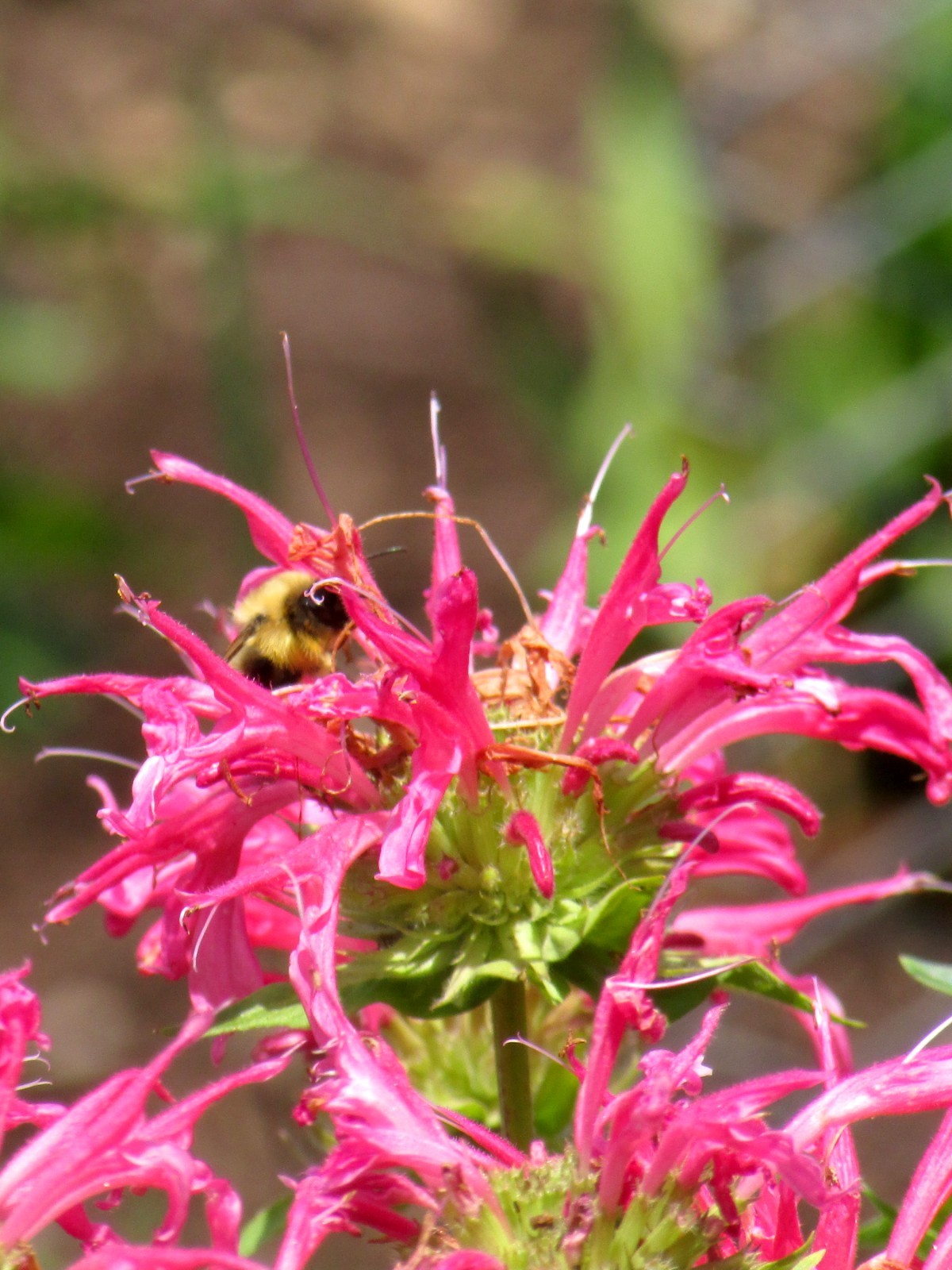 Lot of 6 Monarda Pink Bee Balm Starter Plants Bright Pink Attracts Pollinators