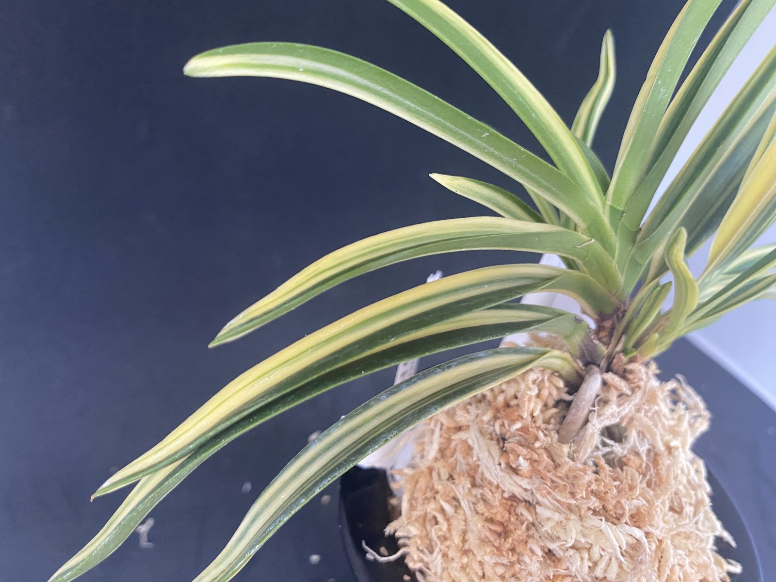 Neofinetia falcata A325DK132. KEIGA 慶賀