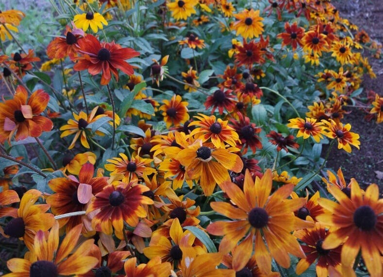 35 Rudbeckia Rustic Mix seeds