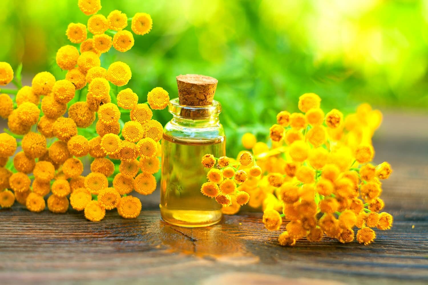 200 Tansy Herb Seeds for Planting – Excellent Cut Flower, Used for Essential Oil