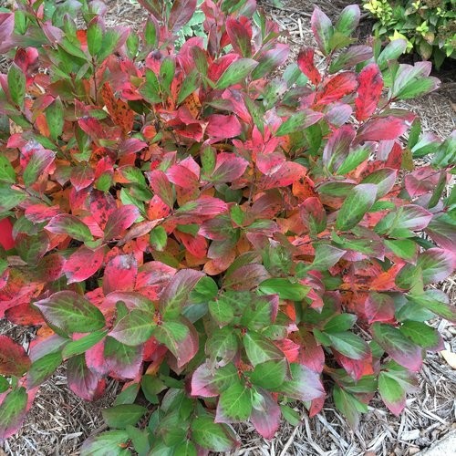 Green Promise Farms Proven Winners – Aronia Scape Mound Chokeberry Shrub White
