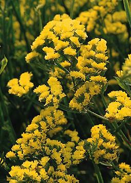 Statice QIS Yellow 1,000 seeds