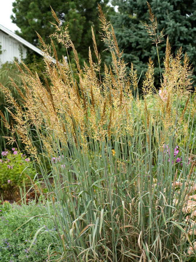 501+INDIAN GRASS Seeds Native Prairie Wildflower Ornamental Poor Soils Heat Cold