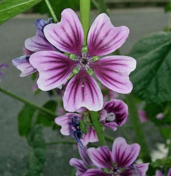 Malva sylvestris ‘Zebrina’ | French Mallow | Malva | 20 Seeds