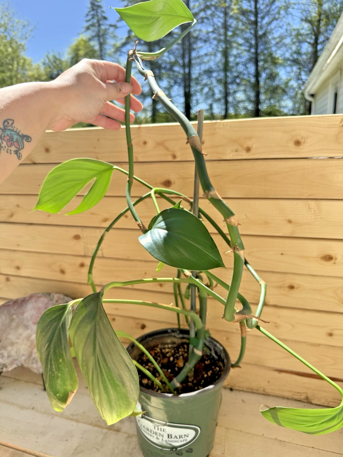 Rhaphidophora Decursiva Plant Cutting Rooting in Moss Cut from Mature Mom