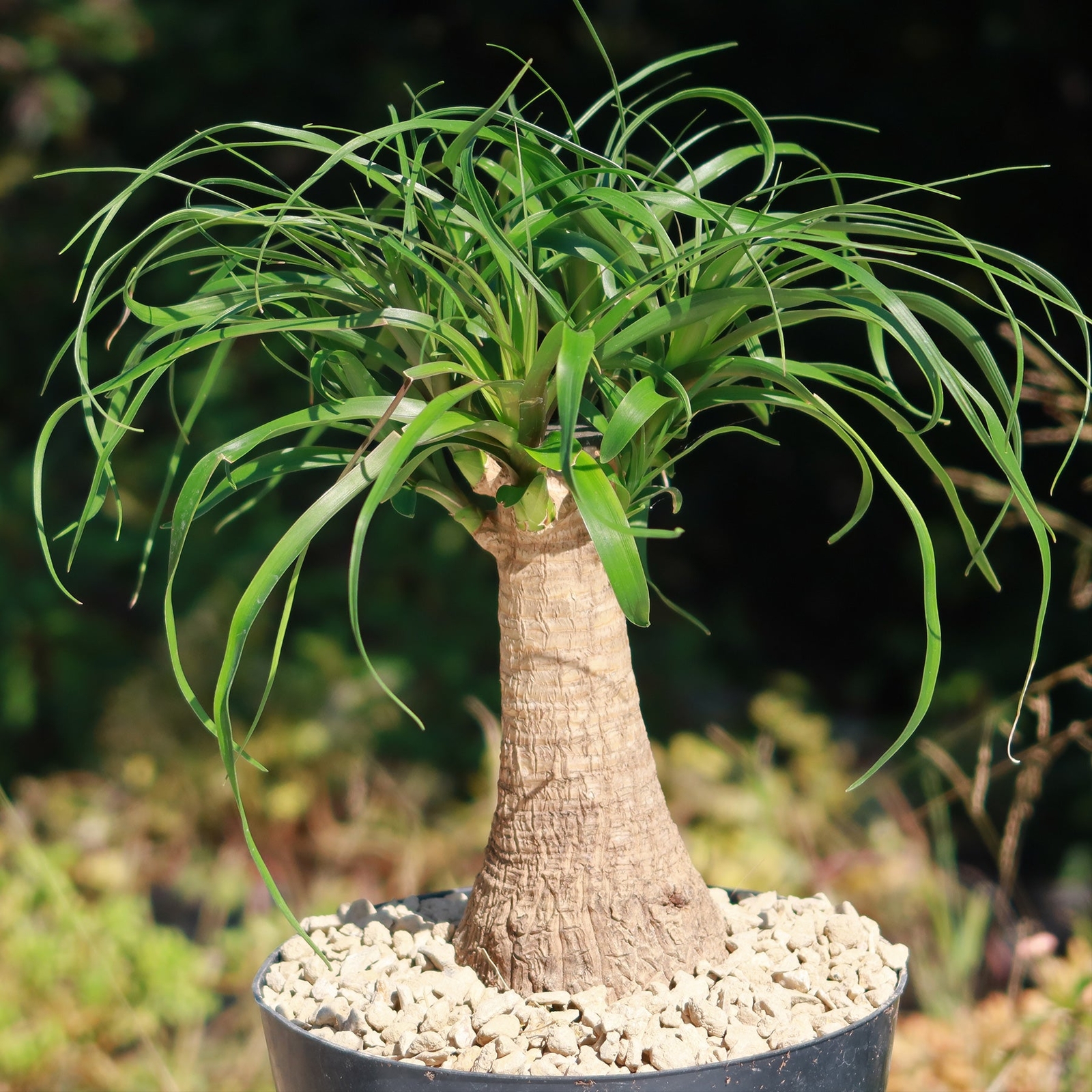 Ponytail palm ‘Beaucarnea recurvata’ cactus Cacti Succulent real live plant