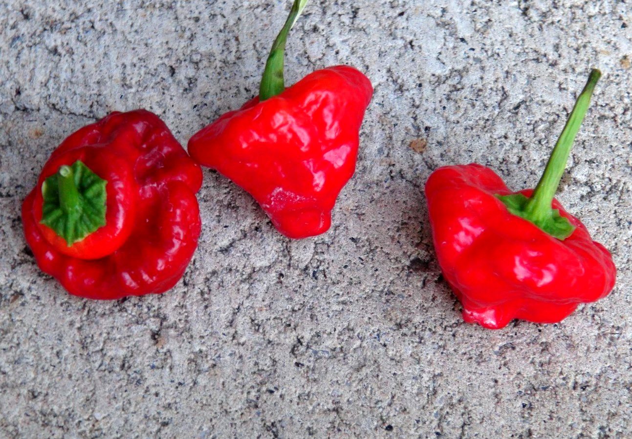 RARE✿ Heirloom Red Scotch Bonnet Hot Pepper 15 Seeds ●Prolific
