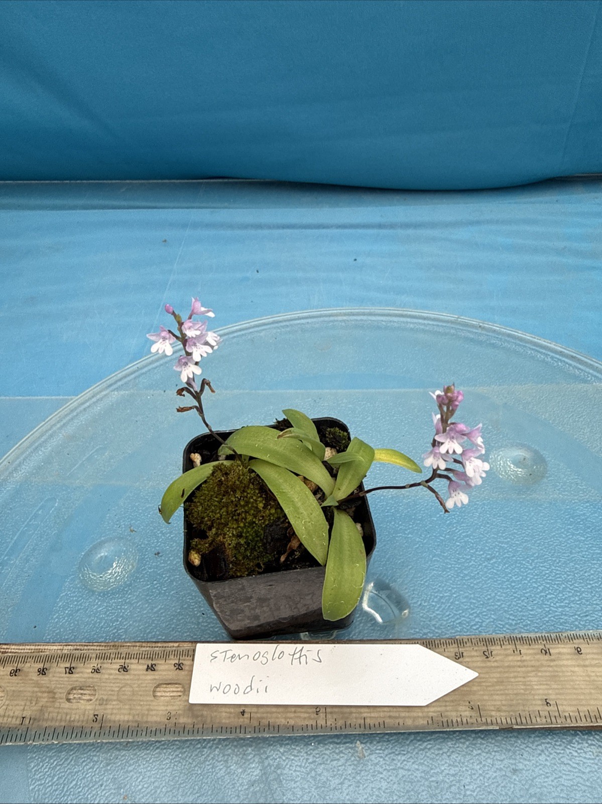 Stenoglottis woodii BS Pink Purple Orchid Species 2″ Pot NEW GROWTH WITH SPIKE