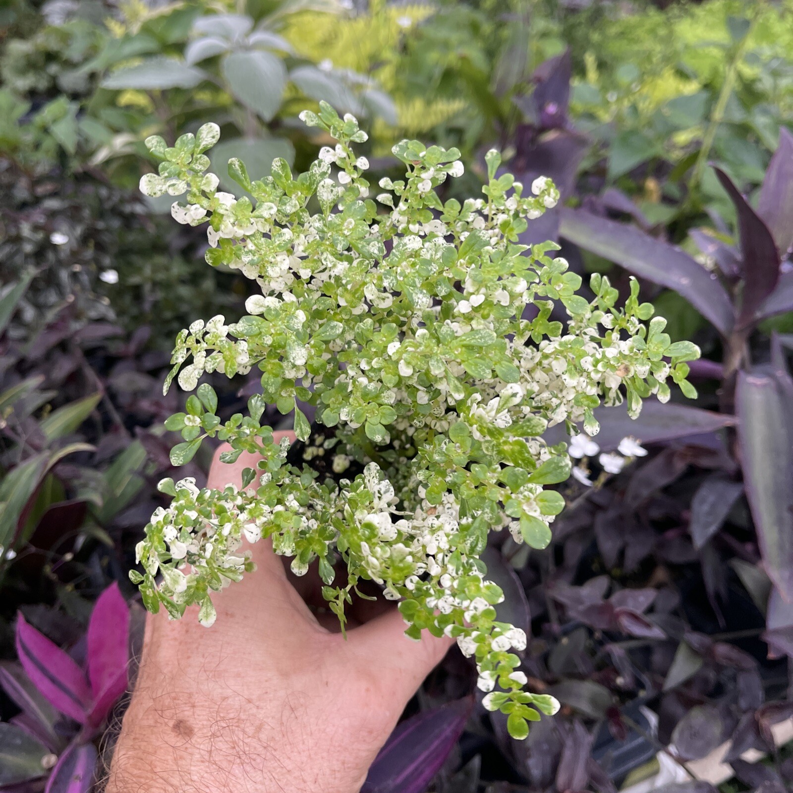 PILEA MICROPHYLLA “VARIEGATA”