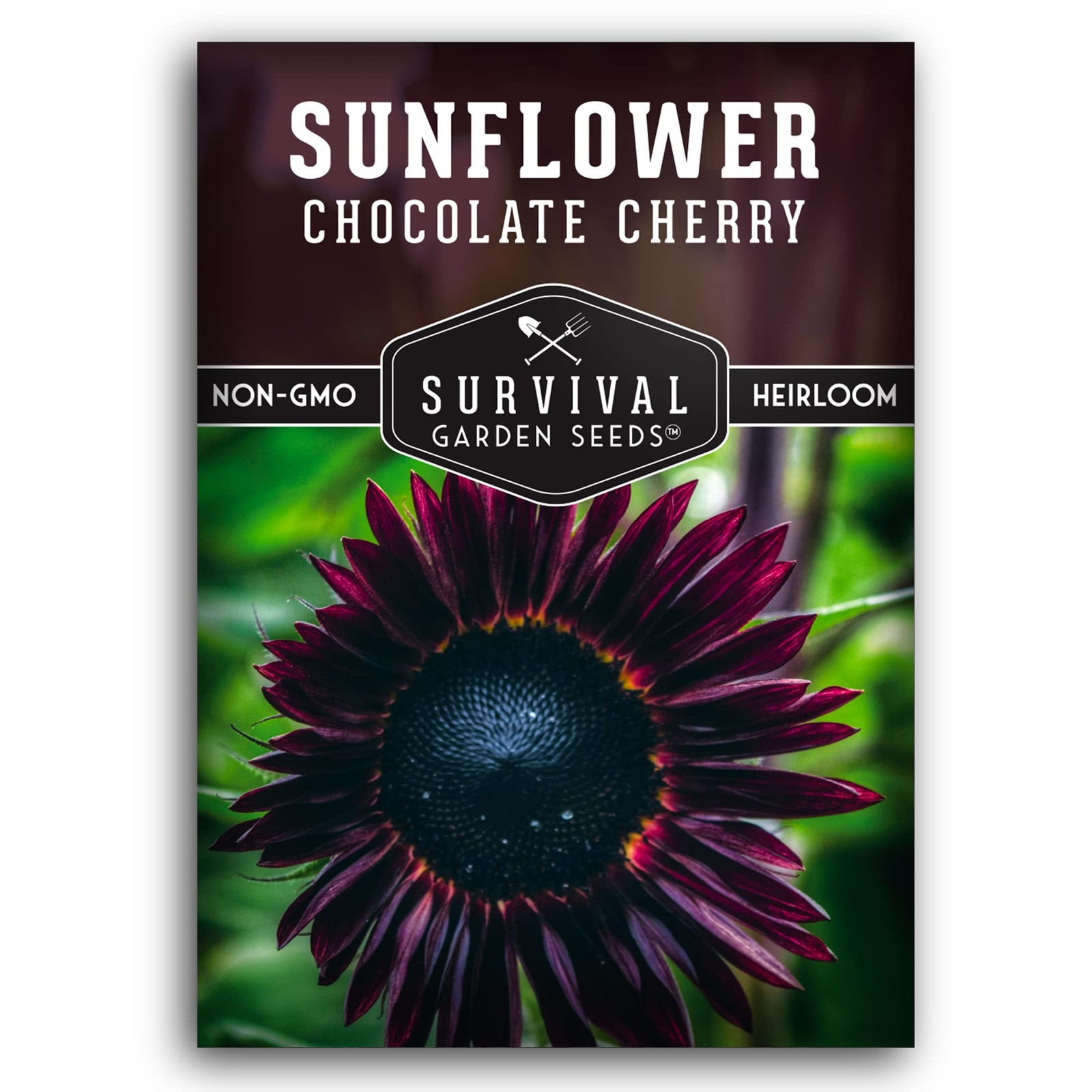 Chocolate Cherry Sunflower Seeds for Planting | Rare Burgundy Black burgundy