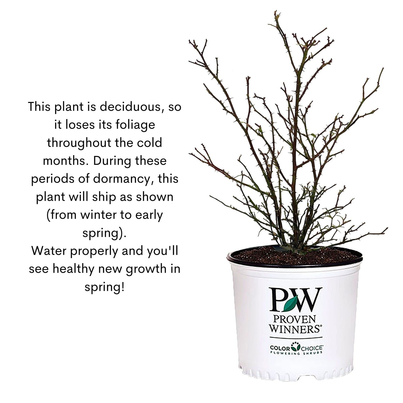 Proven Winners 2 Gal. Rise Up Ringo Climbing Rose Shrub